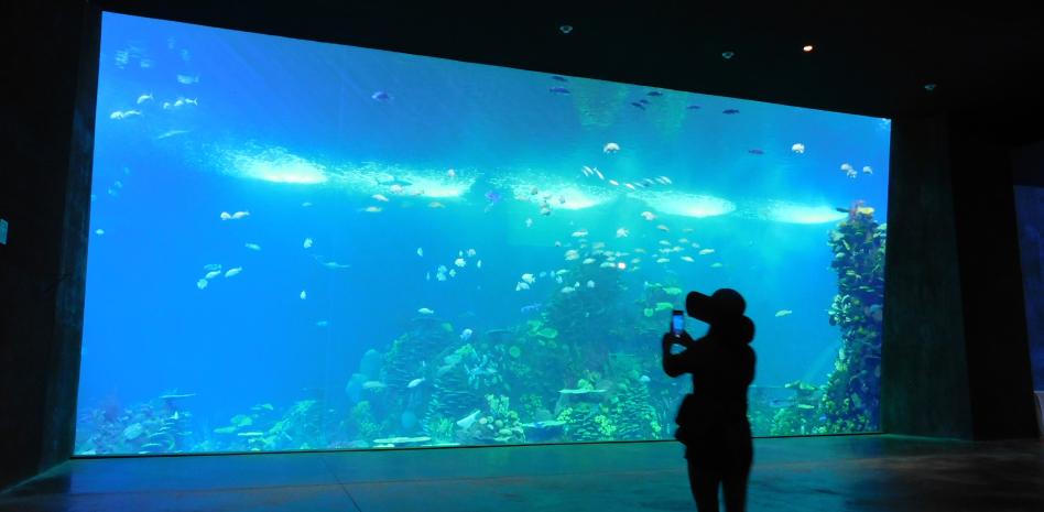 Acuario Mazatlán, el más grande de Latinoamérica – Novedades de Tabasco