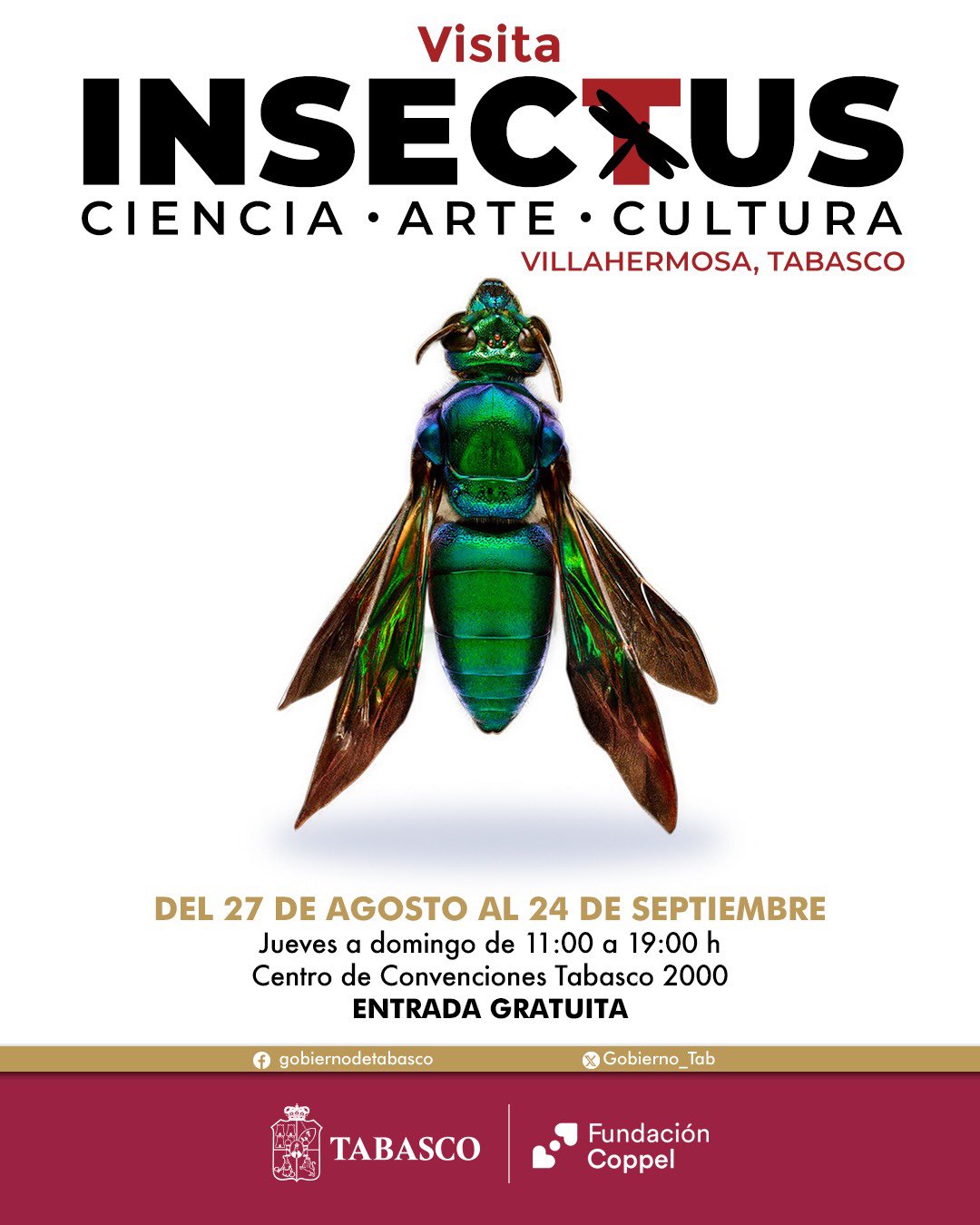 Exposición “Insectus” será inclusiva ante colaboración del DIF Tabasco