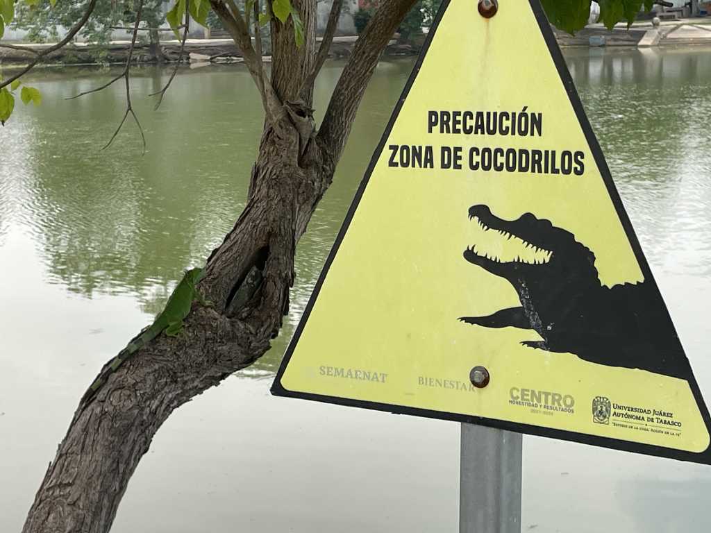 Piden delimitar Laguna del Jícaro por cocodrilos – Novedades de Tabasco