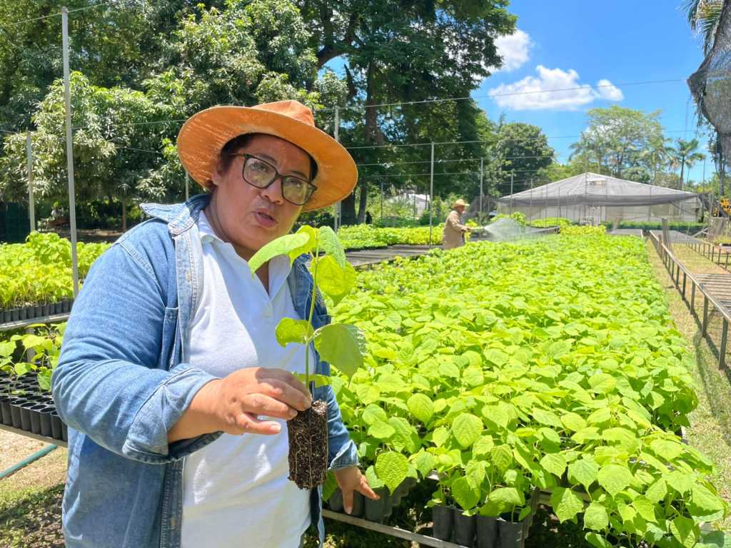 Vivero Estatal Forestal Villahermosa: 1 millón de plantas al año para